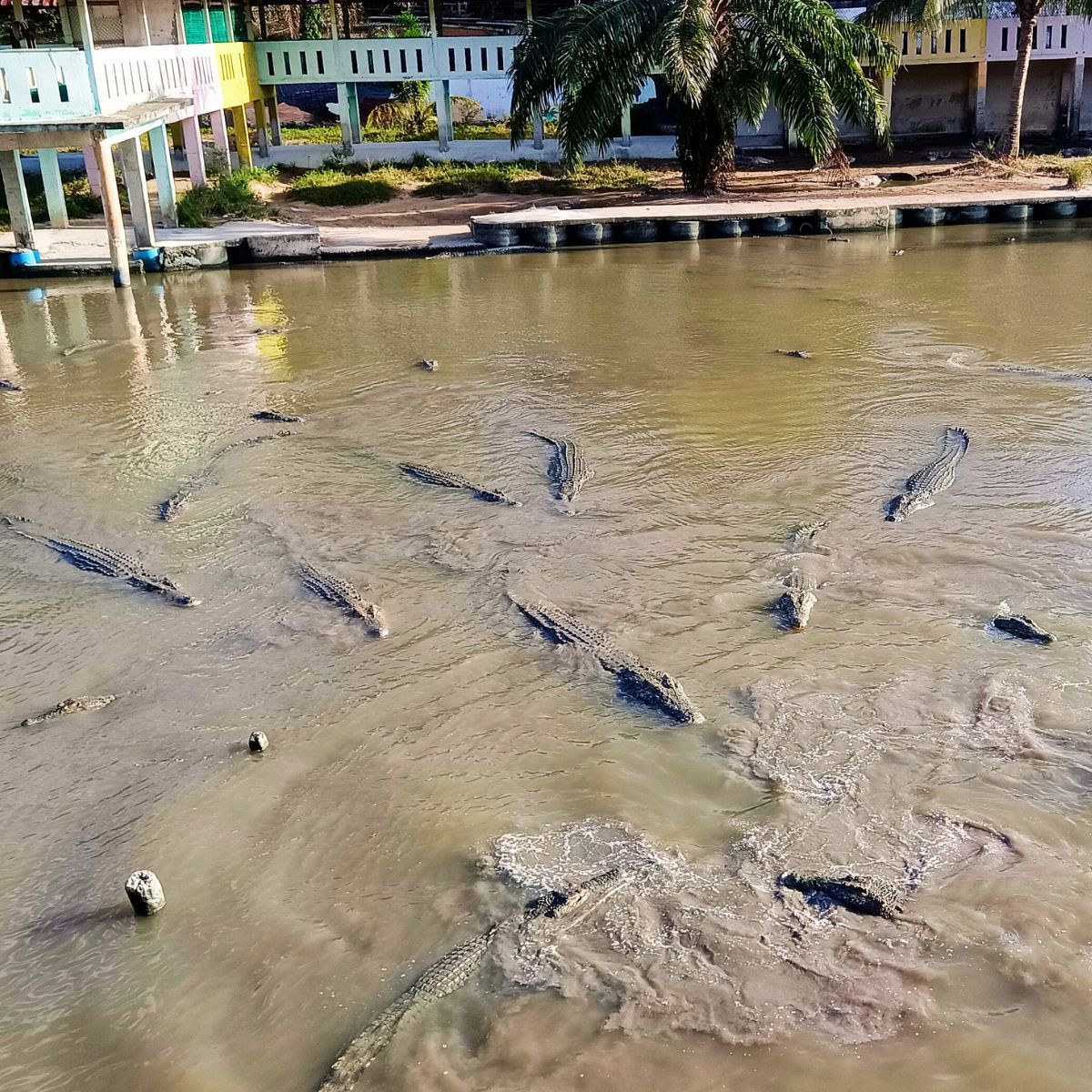 Crocodile World Johor